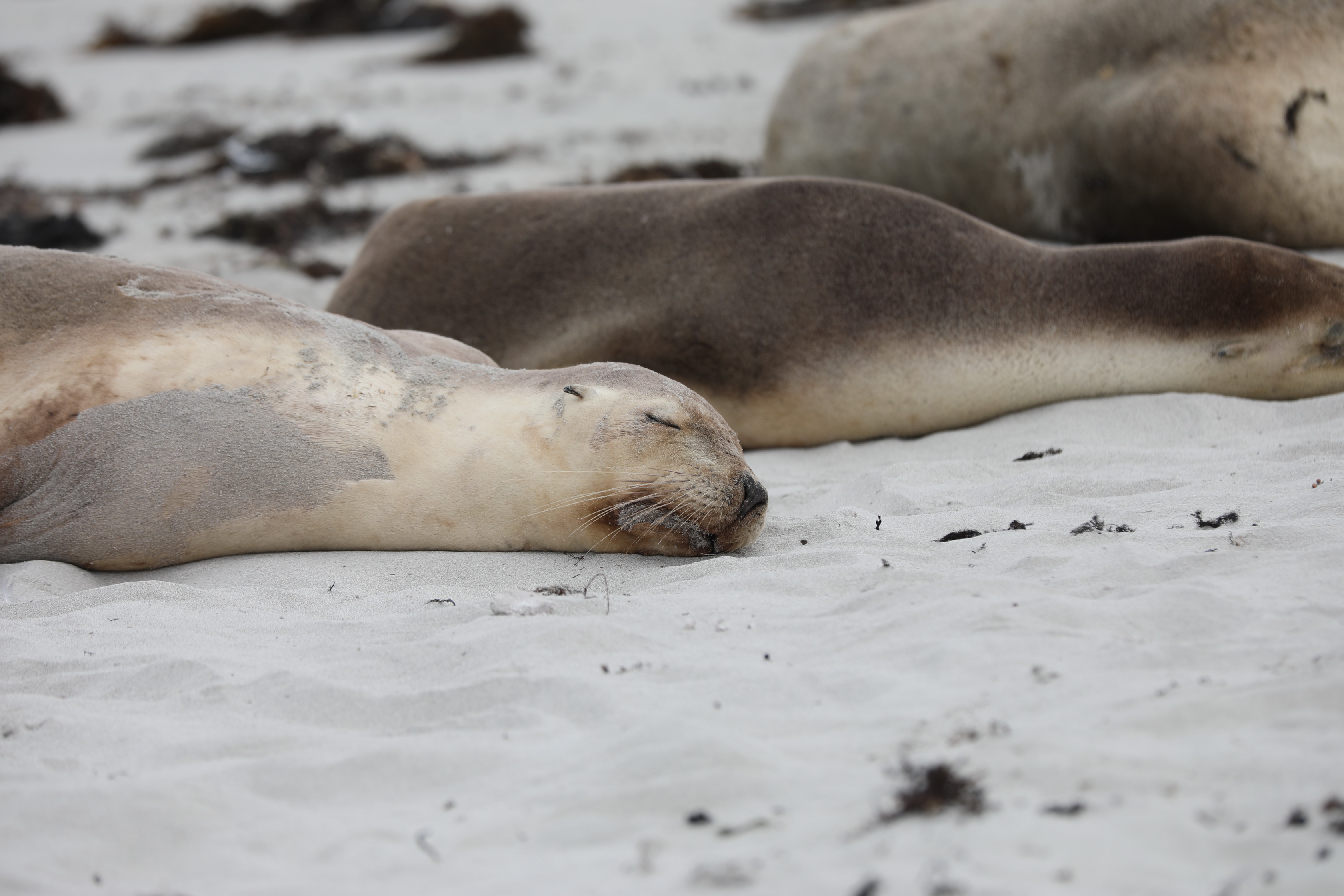 2019 09 29 12 45 35 Canon EOS 5D Mark IV 0026